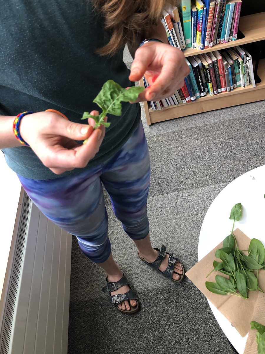 gbdsshc's tweet photo. Today we harvested the @TowerGarden @GeorgianBay_DSS and then ate it! #bibblettuce #basil #spinach #arugula https://t.co/CU0hSi6dl7
