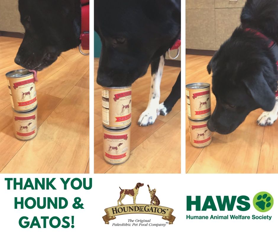 HAWS_Waukesha's tweet photo. #THANKFUL
Eddie says: "Hey! Where’s the can opener?!"
A big thank you to Hound & Gatos Pet Foods for the generous donation of 112 CASES (!!) of canned dog food. That’s 1,344 cans for our dogs!
#CaringCommunity #SupporttheHAWScause #DoggoneGRRREAT!!!
https://t.co/hM9JhIORPB https://t.co/YkHaddvryg