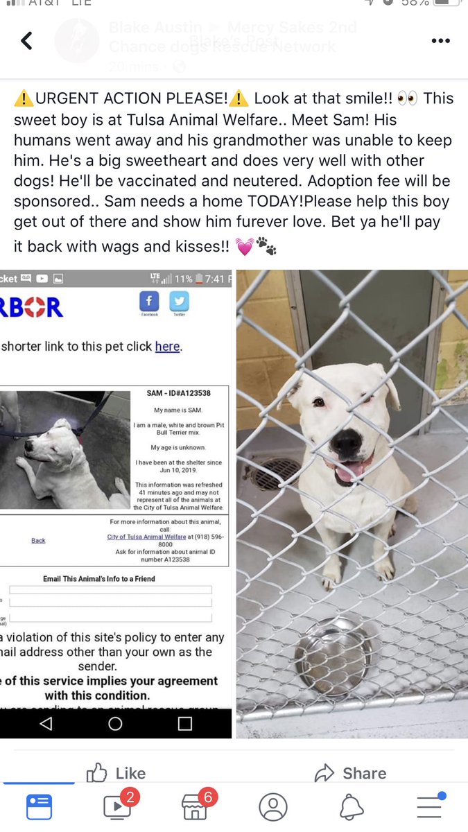 mmmadz11's tweet photo. 🛑CODE RED 🛑His adoption fee is paid for but he needs out today or you know what will happen. Tulsa Animal Welfare!!! Please share!!! https://t.co/DEU4LgQ4GS