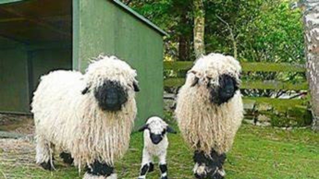 The wonderful sainsburys and cantraybridge team are taking part in a skydive this month to help raise money for black nose valais sheep! Read our story on the link attached and help us by donating 😁🛩justgiving.com/campaign/skydi…