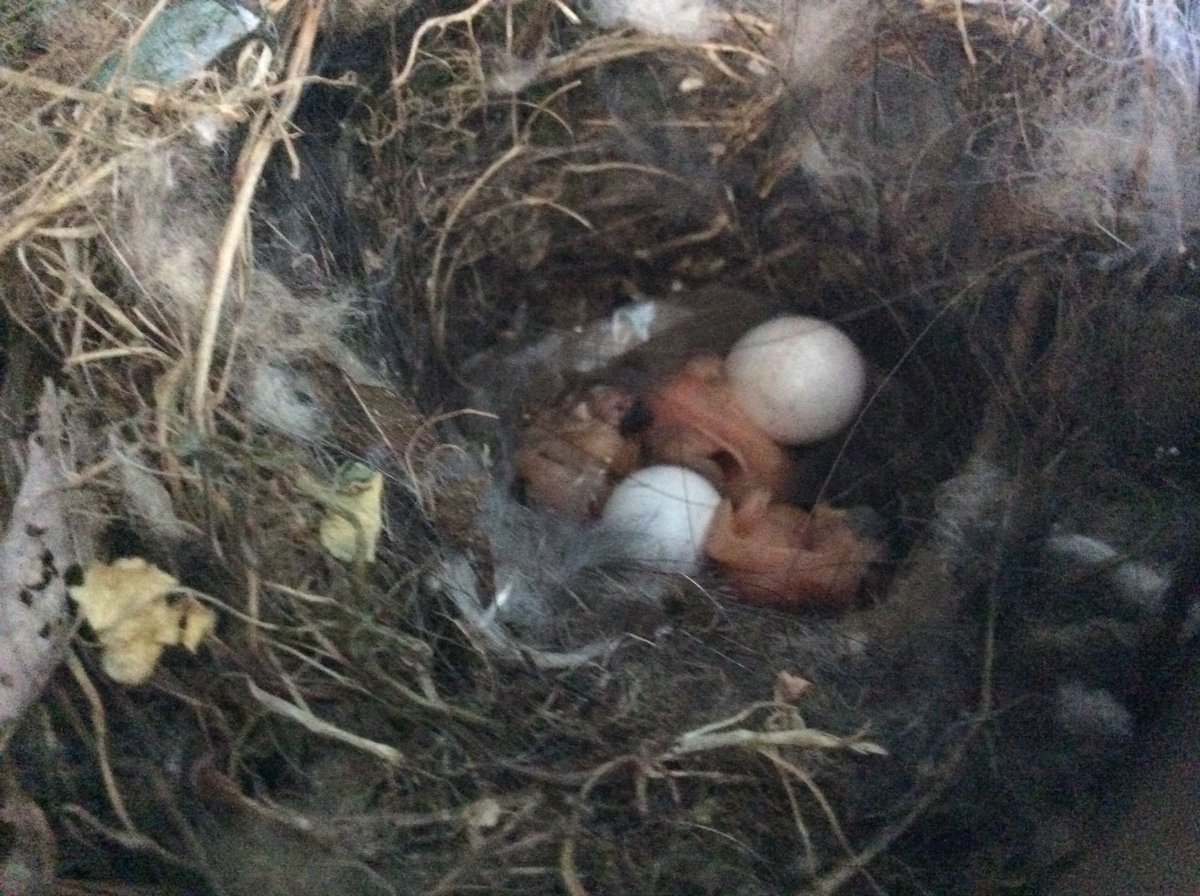 Oreos49579557's tweet photo. A bird made a nest weeks age in our carport and the eggs hatch they are sooo cute https://t.co/qNMDUtpDIn