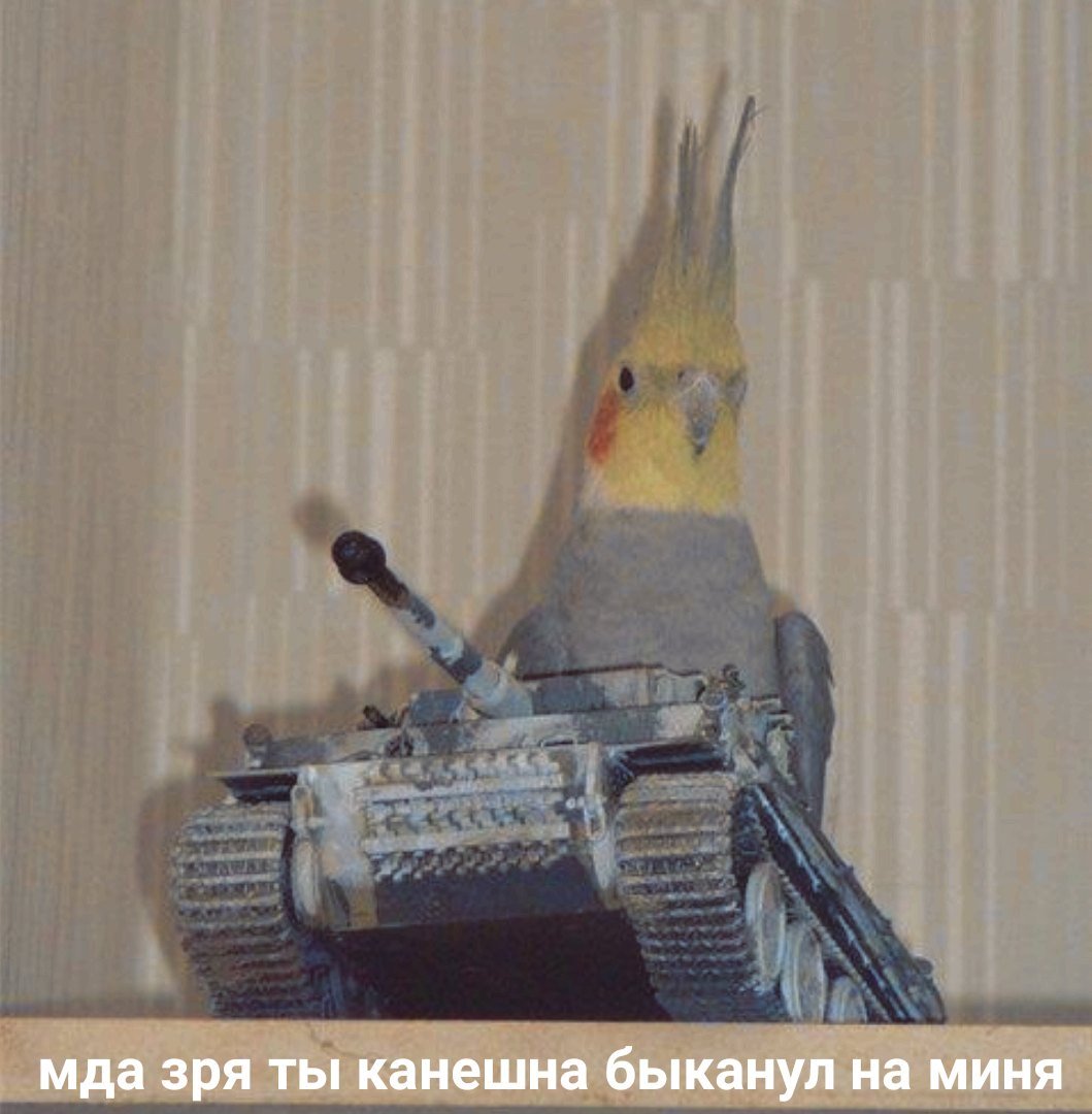 Раздави меня хоть танком все равно останусь панком. Peace was never an option Мем. Попугай на танке. Попугай панк. Все равно останешься. Раздави меня хоть танком все равно останусь панком. Peace was never an option Мем. Попугай на танке. Попугай панк.