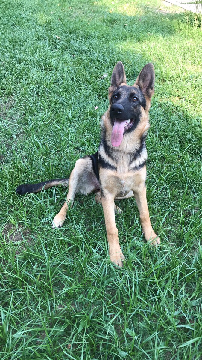 Toro_spl's tweet image. ❤️