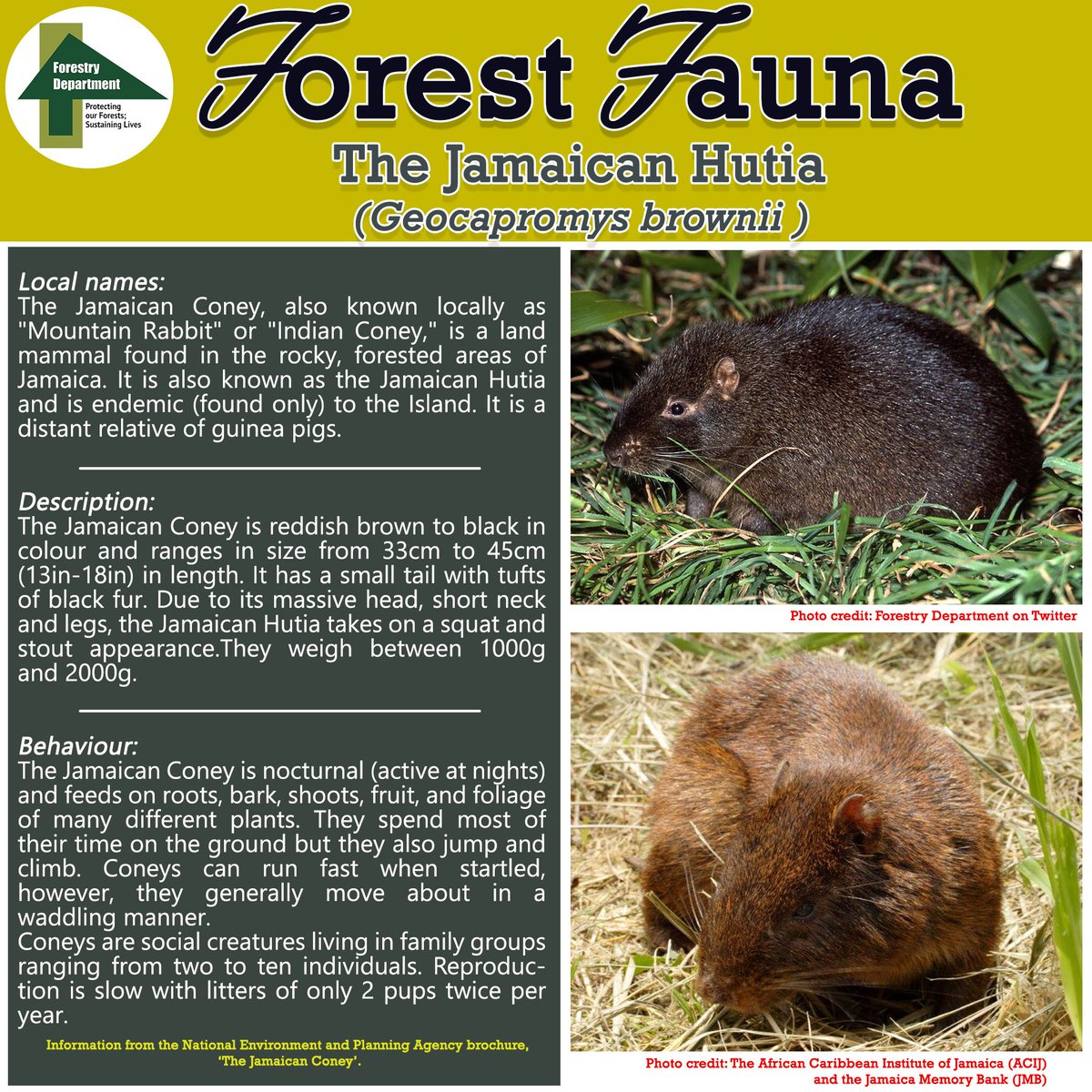 ForestryDeptJa's tweet photo. This week in our "Forest Fauna" series, we feature Jamaica's very own Coney. Have you ever seen one?

#Forestrydept
#Forestmatters
#Forestfauna https://t.co/0qQOdFDmw5