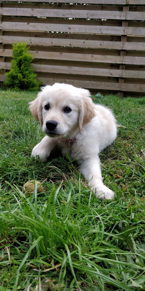 DogKbt's tweet photo. Does it get much cuter 😍🐶 #puppylove #dogsofinsta #CutePuppies https://t.co/llSeMTxLdH