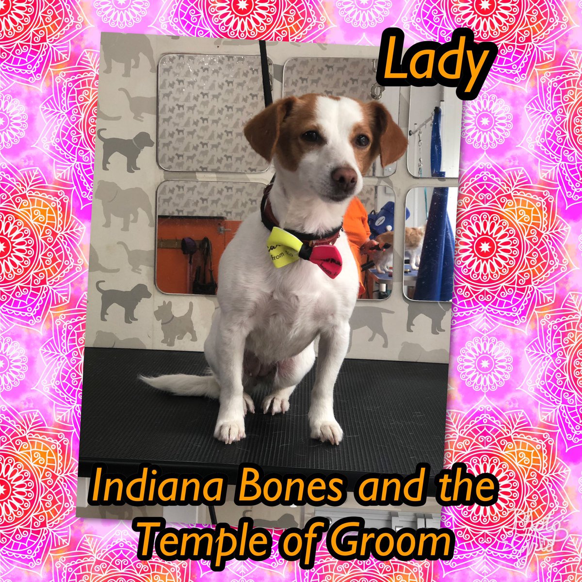 cbcelebrantmarg's tweet photo. Pet groomers open 7 days a week with 3 groomers available. Call now to book in 07947858944
#pamperedpooches #doggyhairstyles #holistictherapies #oldham #doglovers #dogs #puppies @TheGoodDogGuide #oldhamls @archie_fay @millysproducts @pawfectpotions https://t.co/y2rv8aAWpy