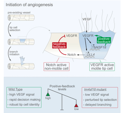 endothelialnews's tweet image. Researchers found that positive feedback spatiotemporally shapes the #angiogenic switch to ultimately modulate #vascular network topology. @CellReports @harvardmed @TheCrick  #EndothelialCells #angiogenesis bit.ly/2ZnhKIJ