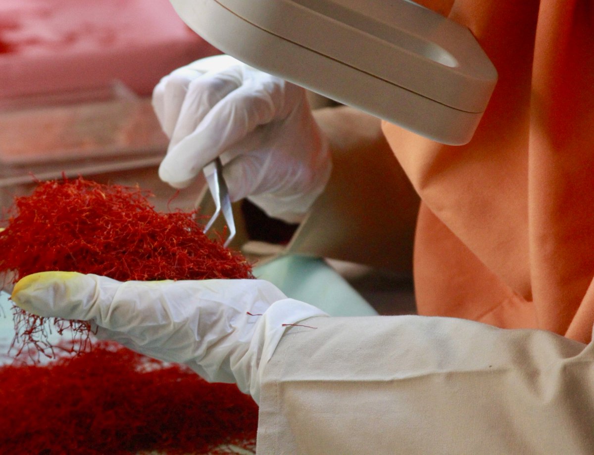 Rumi_Spice's tweet photo. At #RumiSpice, we’re committed to empowering the women of Afghanistan. We proudly employ more than 1,900 #local Afghan women to hand-harvest the delicate crimson stigma of the #saffron flowers. 

Learn more about our #socialimpact in Afghanistan, here: https://t.co/SE4ewTmIHS. https://t.co/Yx4bFXJpTT