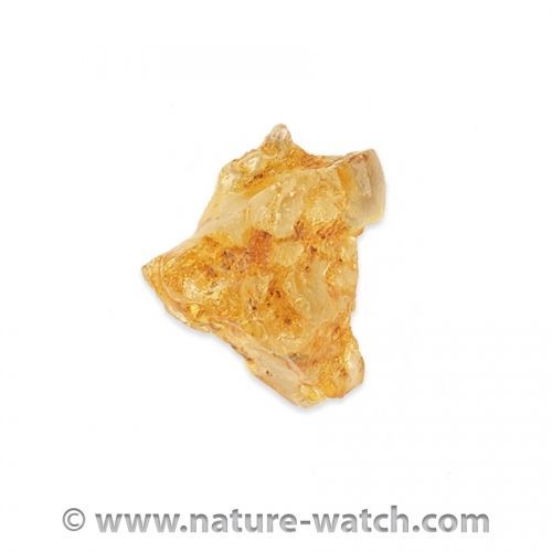 Nature-Watch tweet media