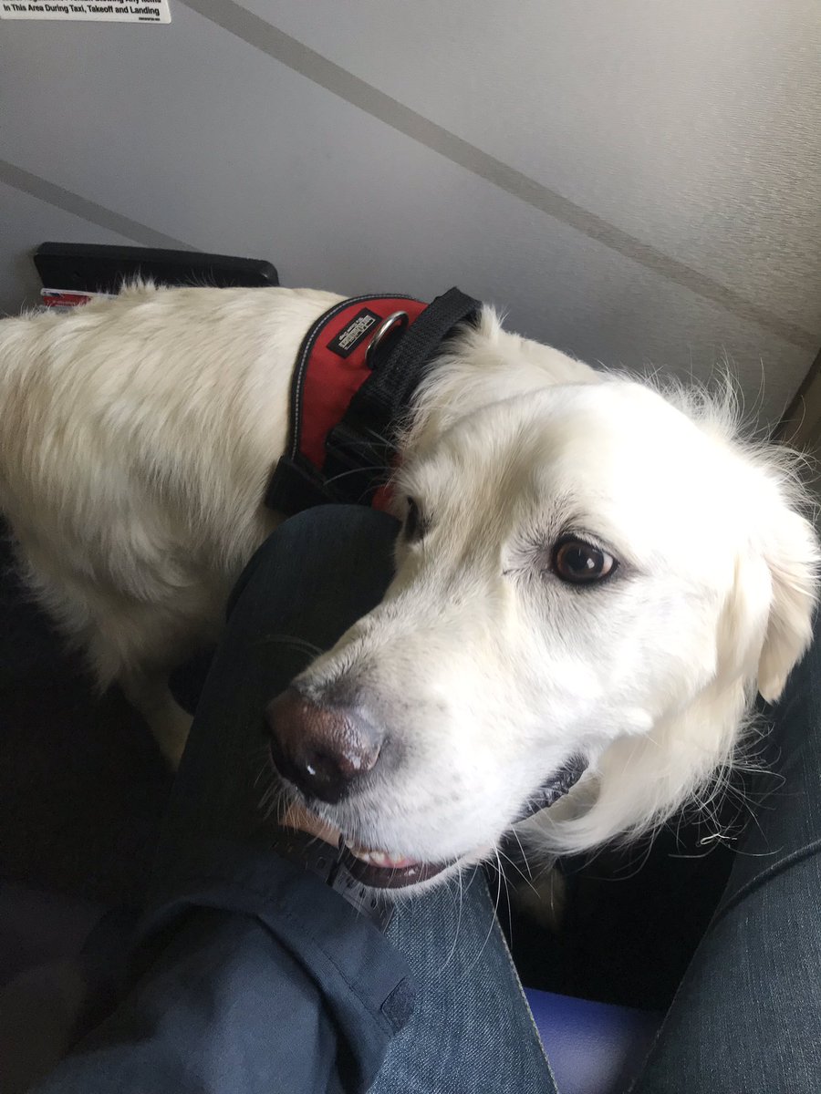 service dog horror stories