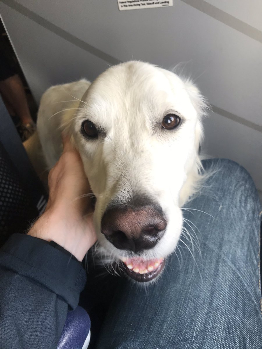 service dog horror stories