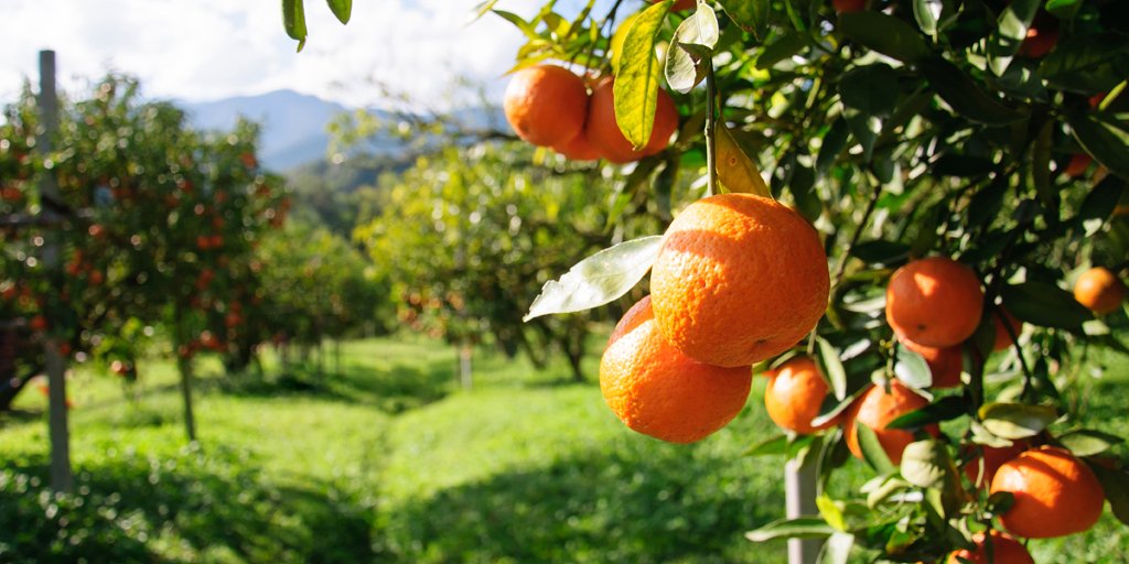 Agrinos's tweet photo. We’re here with other true biostimulant believers in Guayaquil, Ecuador today and tomorrow at the Intagri International Course on the Biostimulation of Fruit Trees. https://t.co/IMMbqANKWA https://t.co/EjjmbC7DE8