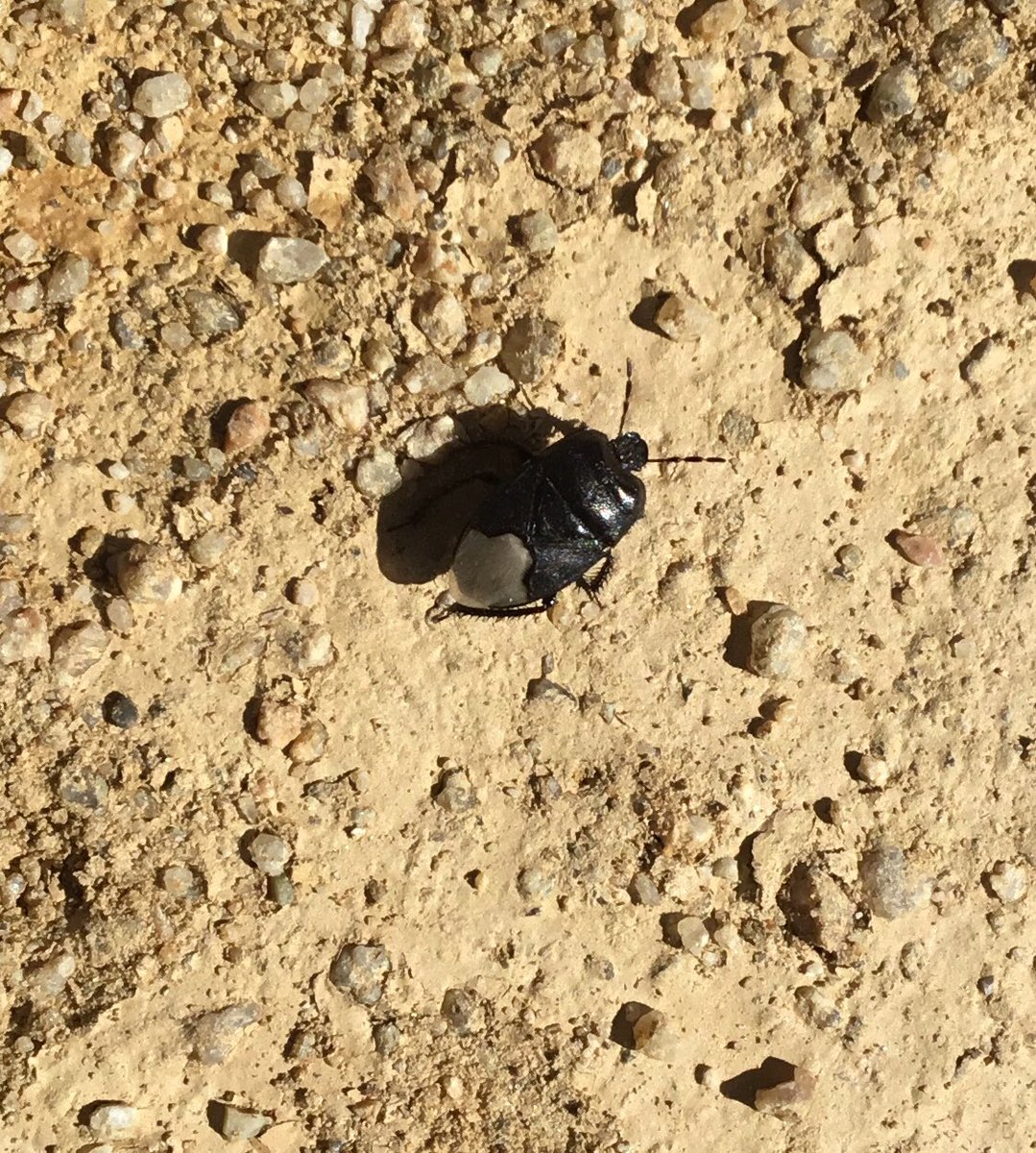 BSBCForest's tweet photo. Shield bugs and hairy caterpillars spotted today by Year 4 Pandas in the nature area. #forestschool #fun #outdoorlearning @BsbsForest @OlladelRei @BSB_Barcelona https://t.co/T46AWcUqNR