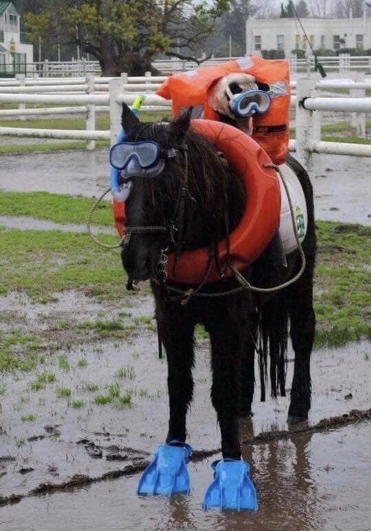 Actual footage of our ride out today....

#hacking #ponyhour #geniusequestrian