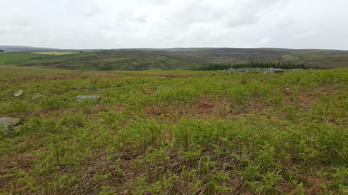 BethNatureWatch's tweet photo. On day 13 of #30dayswild hosted a school group at @humberstone_bf telling them all about #peat and @ypp_peat Despite a bit of rain they had great fun playing in the boggy ground discovering how deep the peat is! (Including no actual pictures of children... but they were there!) https://t.co/b1QVNDG9ND