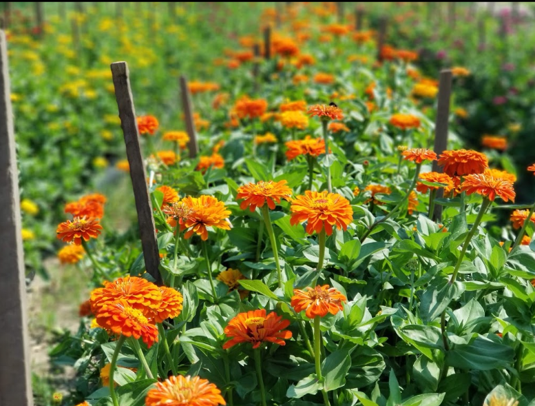 KingsFarmMarket's tweet photo. Nature is truly beautiful!
.
.
.
.
#KingsFarmMarket #FarmersMarket #Fresh #Localproduce #FarmFresh #EdistoIsland #SouthCarolina https://t.co/pPx0tznMov