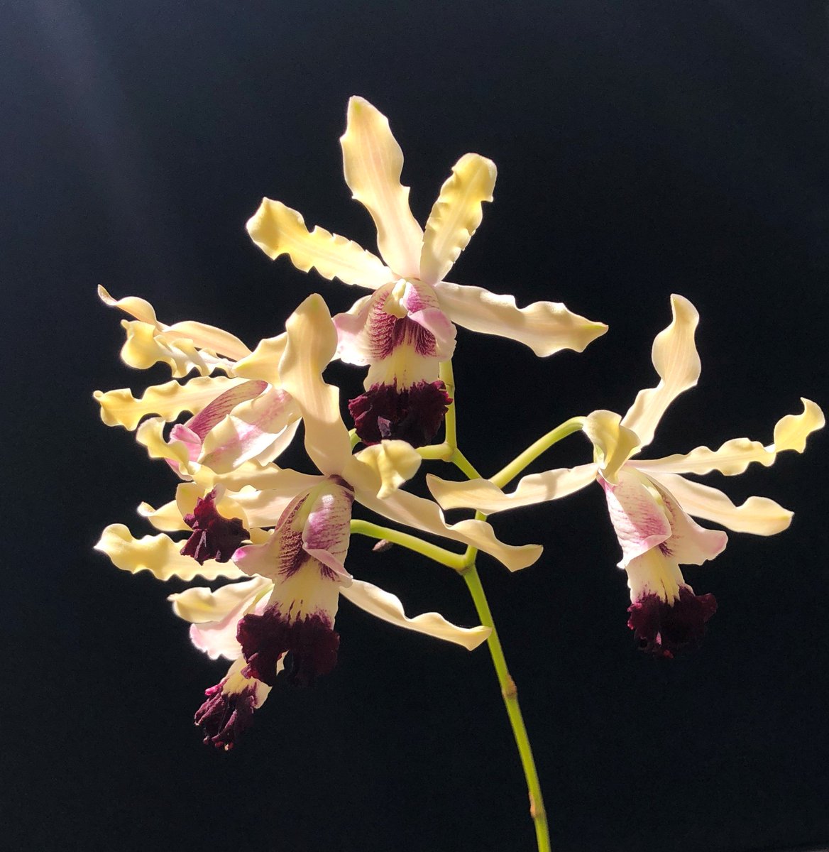 Our national flower, the wild banana #orchid, is in bloom at the Queen Elizabeth II Botanic Park! Have you seen it? Found only in the #CaymanIslands, the #flower blooms just once a year. Here's more about it: pinkduckpublishing.com/post/cayman-is…