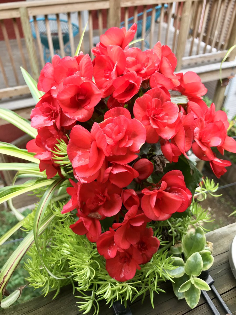 Mystic_Lynx's tweet image. It has been cool and wet here in Chicago but regardless, these begonias have really... blossomed. #begonias #blossomed #coolspring #cooljune #whereissummer #natureincity #flowers #chicago #edgewater #june #thursday #nofilter