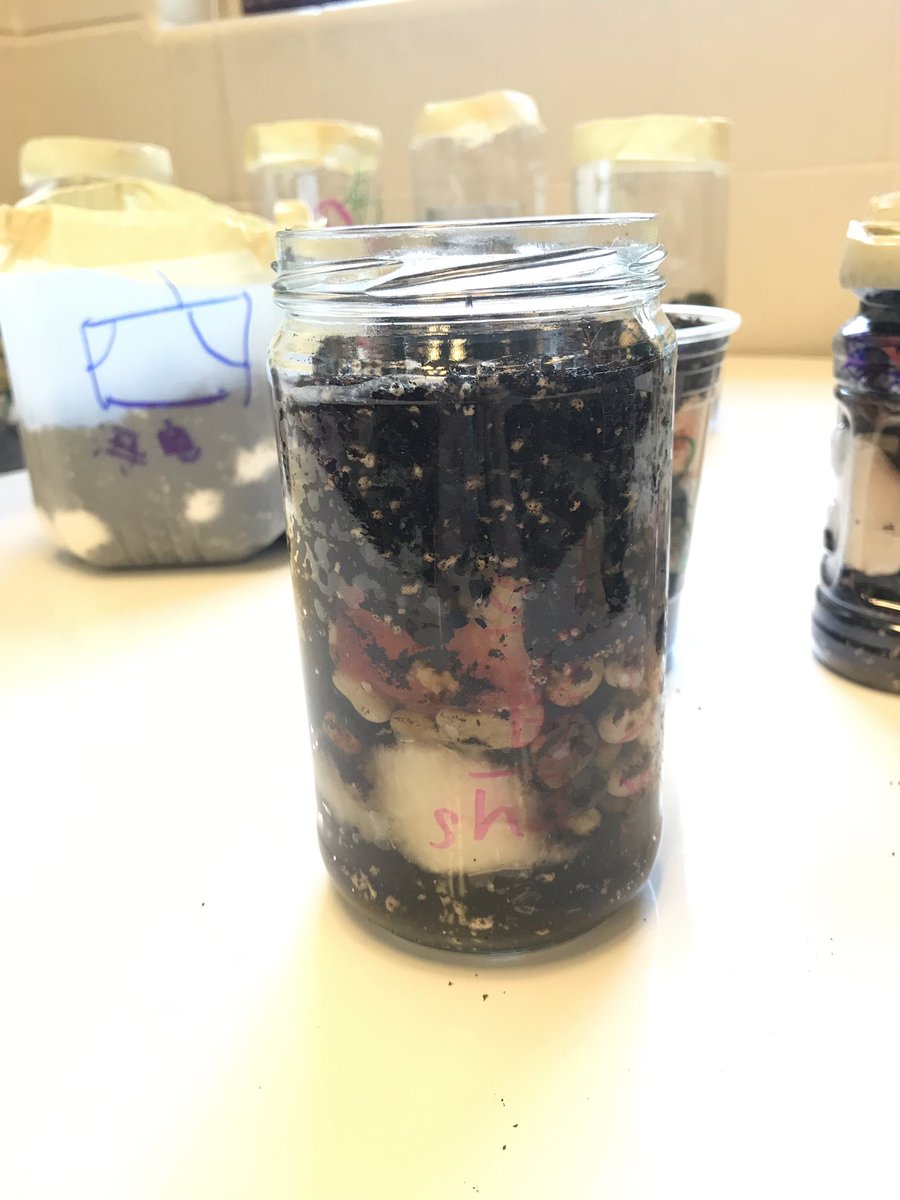 BVSTARTALK's tweet photo. We used our trash to simulate a landfil. We also planted seeds to see if they would grow in pollution. https://t.co/EYnLJX0cNU