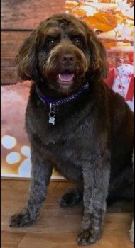 millypod1's tweet photo. ๐DARCY #Lost Chocolate Brown Labradoodle Female
Hawley Woods #Farnborough nr Crown and Cushion #GU17
SIGHTINGS โ๏ธ 07786834800
https://t.co/NvBzz3baMV https://t.co/jRiNM7zW8o