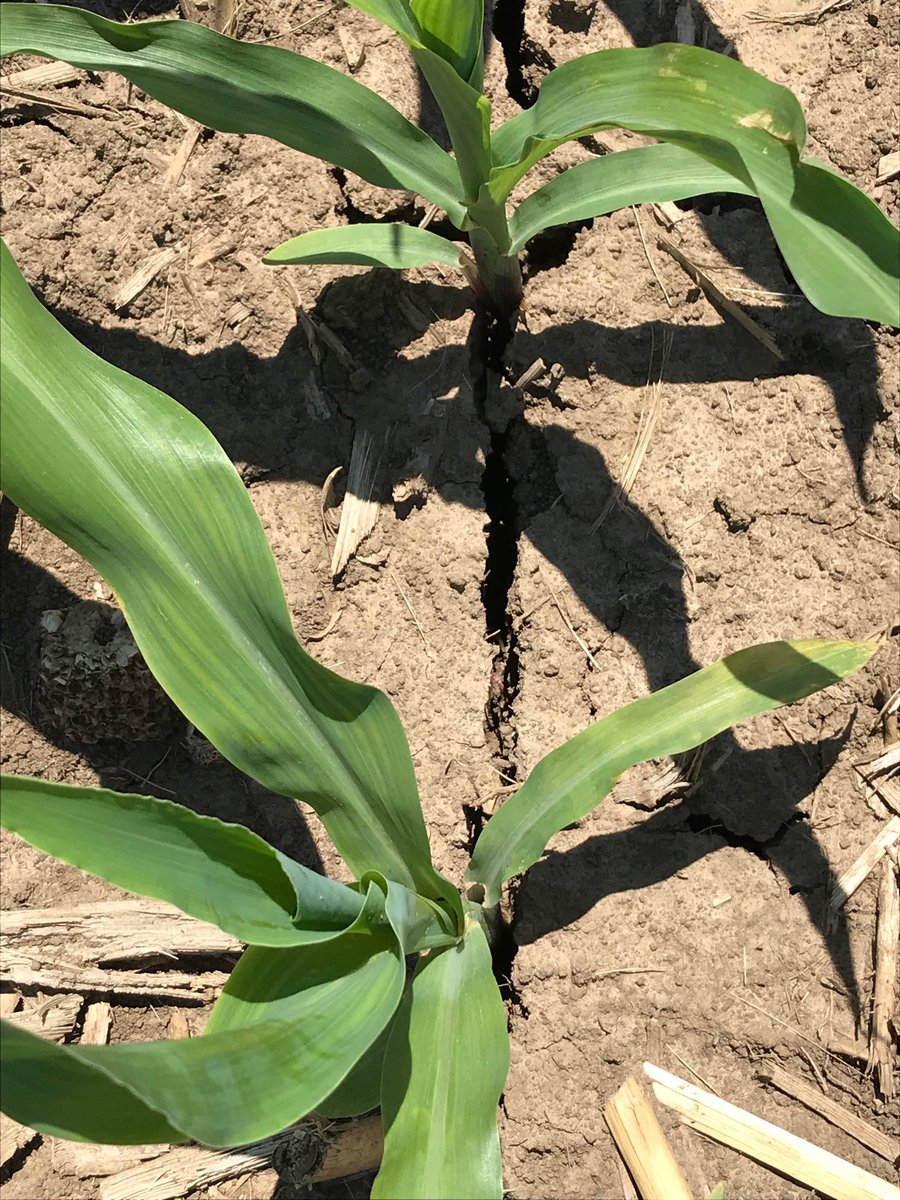 Jason_Collns's tweet photo. This crop has a lot of issues to work through this year and getting it planted was just a start. Seed trench opening during such a critical stage is less then ideal. #walkyourfields #sinsofplant2019 https://t.co/346e2fkEKc