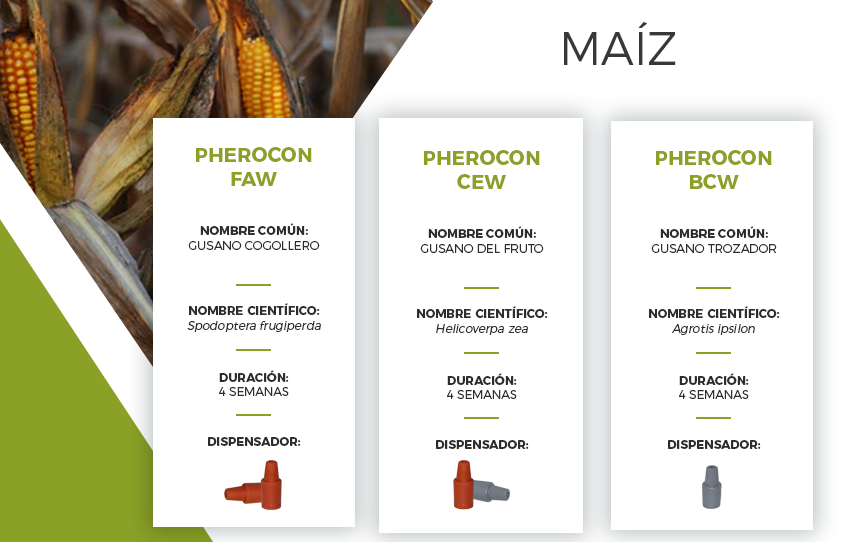 CampoSustentab's tweet photo. Promovamos un modelo de agricultura sustentable, migremos a modelos de produccion mas amigables con el entorno ambiental, minimo uso de productos quimicos para la produccion de alimentos. 
!!Venta de material agroecológico para el control de plagas!! Envíos a todo el país. https://t.co/SF4BE36lke