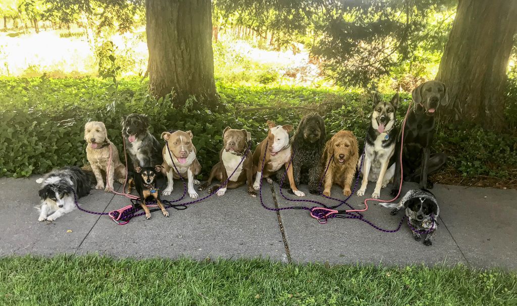 barknbarrel's tweet image. Finally a little break in the heat! 
#balanceddogs #love #dog