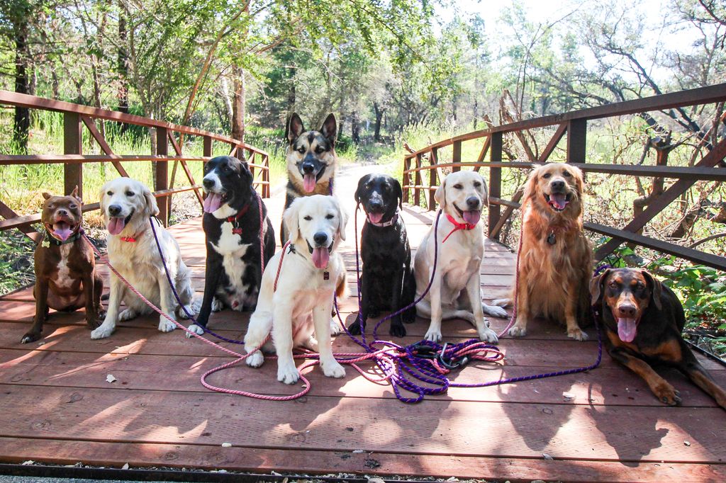 barknbarrel's tweet image. Finally a little break in the heat! 
#balanceddogs #love #dog