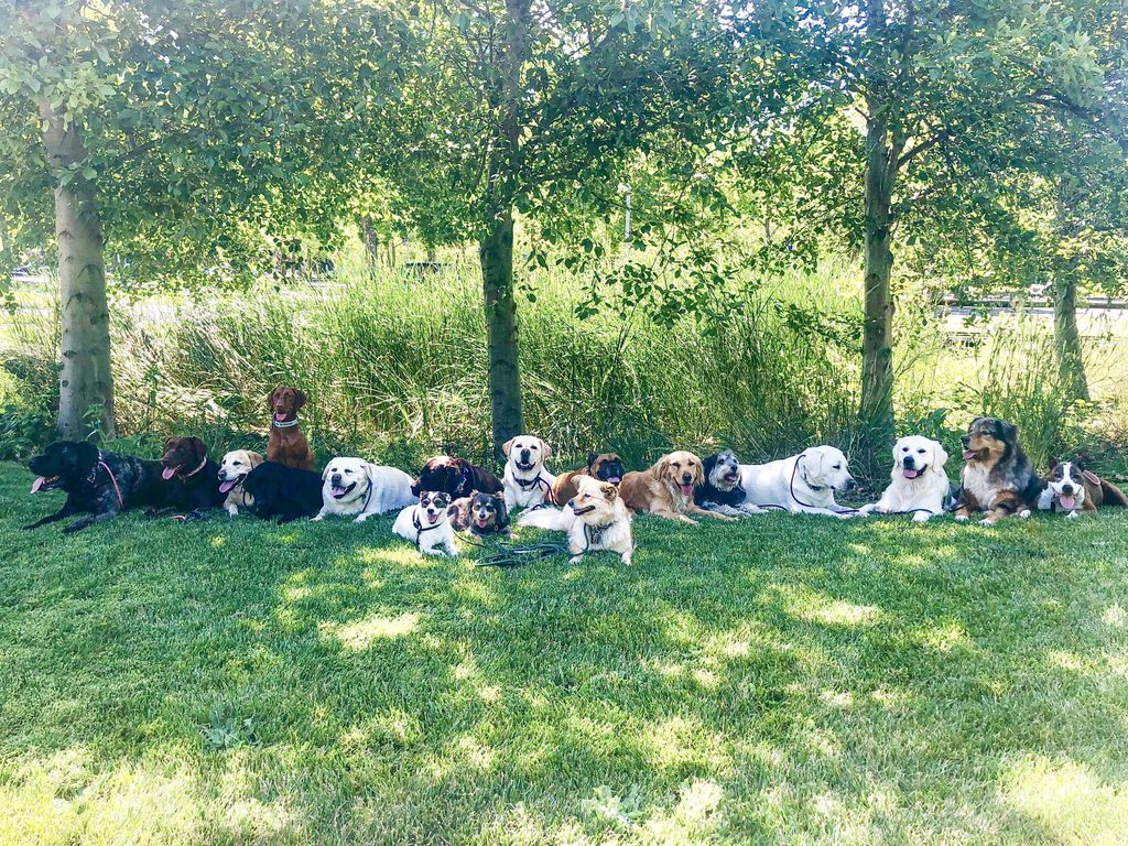 barknbarrel's tweet image. Finally a little break in the heat! 
#balanceddogs #love #dog