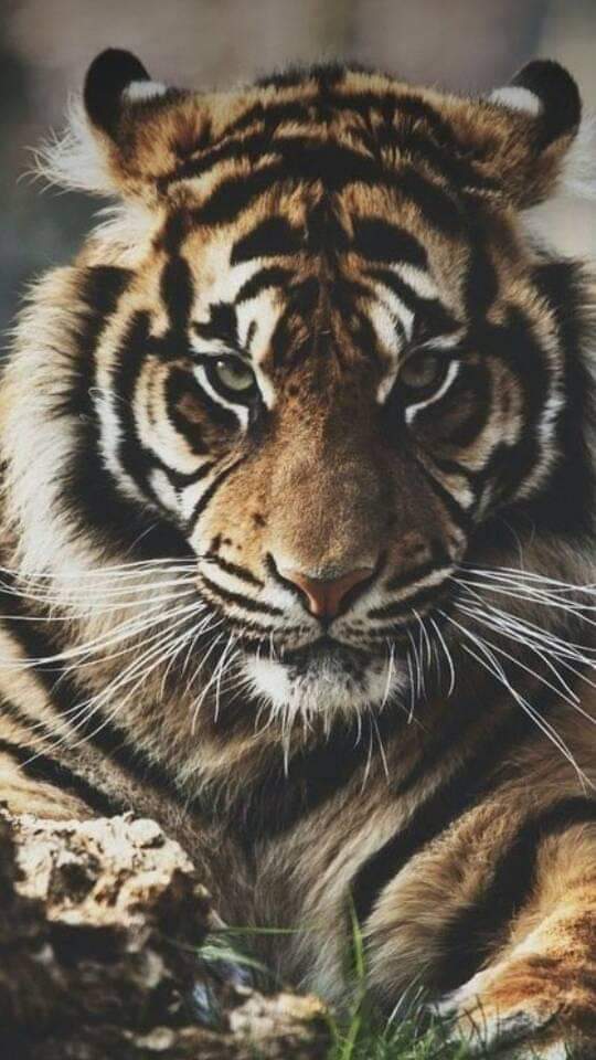 Abdul  Syahid Tamami (@bsy_tamami) on Twitter photo 