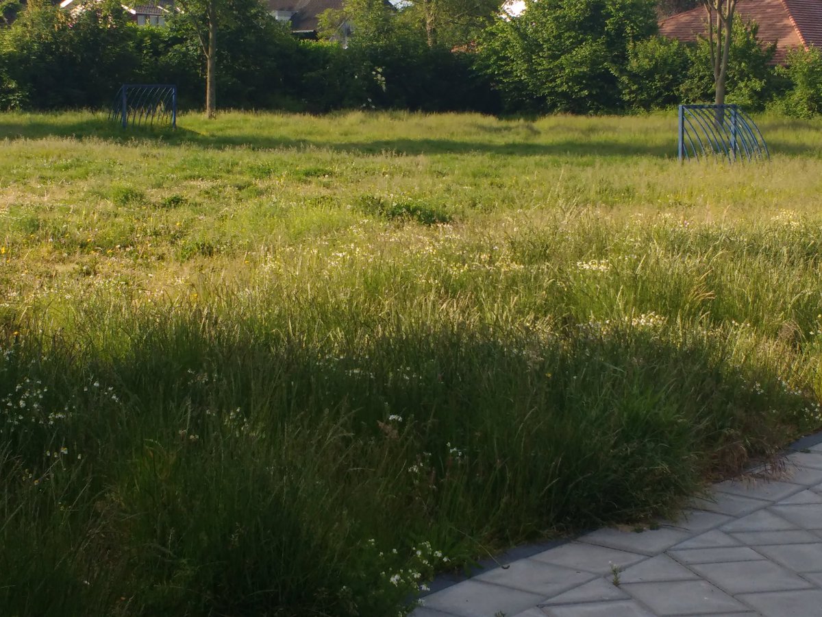 ArkelNu's tweet photo. Medewerkers van de Groenvoorziening gemeente #Molenlanden staan te popelen om het Speelveldje weer speelklaar te krijgen voor de (voetbal)jeugd in #Arkel. Helaas! De kerkgemeente wil het graag in eigen beheer maaien maar heeft in haar kudde nog niet voldoende schaapjes gevonden? https://t.co/StxtH7hqYp