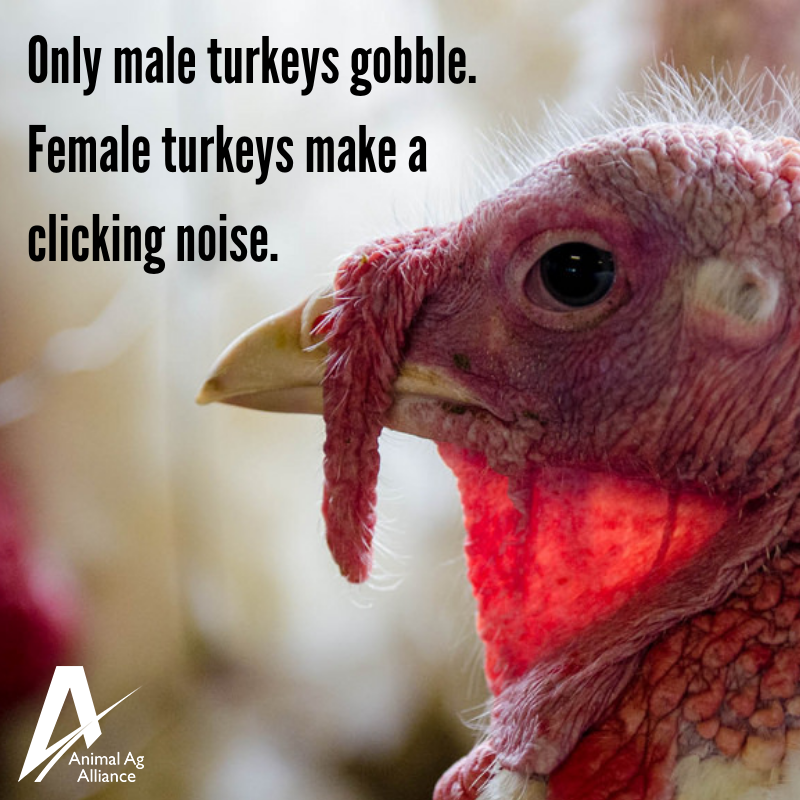 animalag's tweet photo. DYK: Only tom (male) turkeys gobble and hen (female) turkeys make a clicking noise! https://t.co/eDEHqnCqSx #TurkeyLoversMonth https://t.co/nSAoZ5PIcS