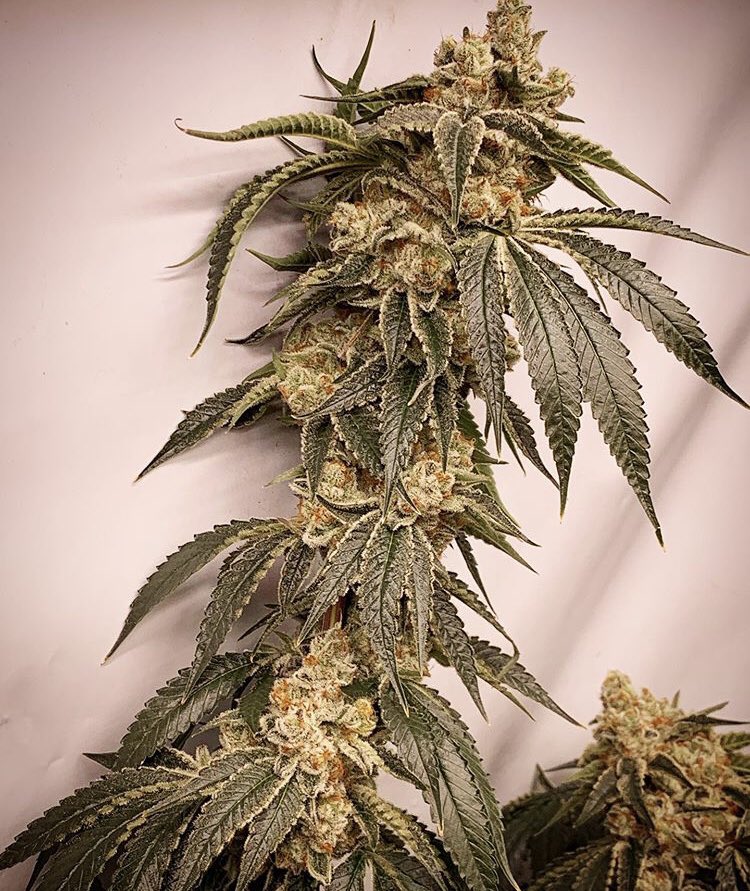 GreeneryMap's tweet photo. Get your green on! 💚 Download #Cannabis’ newest search engine @greenerymap to find all the best products and strains for you! #dontbeconfusedchooseyourmood #MapURMood https://t.co/0KH6XtymYJ