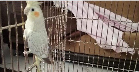 UCS_GCDMX's tweet photo. Una guacamaya ninfa que asustada se metió a una vivienda ubicada en la colonia Unidad Habitacional Rinconada, @Xochimilco_DF , fue rescatada por elementos de la Brigada de Vigilancia Animal de la SSC, quienes la trasladaron a sus instalaciones para su revisión médica. 👮🏽‍♀️👮🏽‍♂️ https://t.co/aO6yceT4Vv