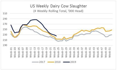 StoneXdairy's tweet photo. Higher #milk prices might be cows on the farm longer. YoY slaughter data failed to drop below year ago levels. #OAT #Dairy https://t.co/YJOid1KkXS