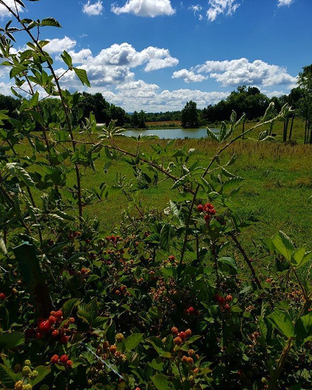 VacationsBama's tweet photo. Just Pinned to Alabama: Beautiful morning in Fyffe Alabama. #blueskies #whiteclouds #blackberries #blackberry #cowpasture #farm #farmlife #fyffealabama #fyffe #alabama #scenic #dekalbtourism @dekalbtourism @visitnorthal @spannwx https://t.co/b5nUMnnGZC https://t.co/gDpK35WrCP