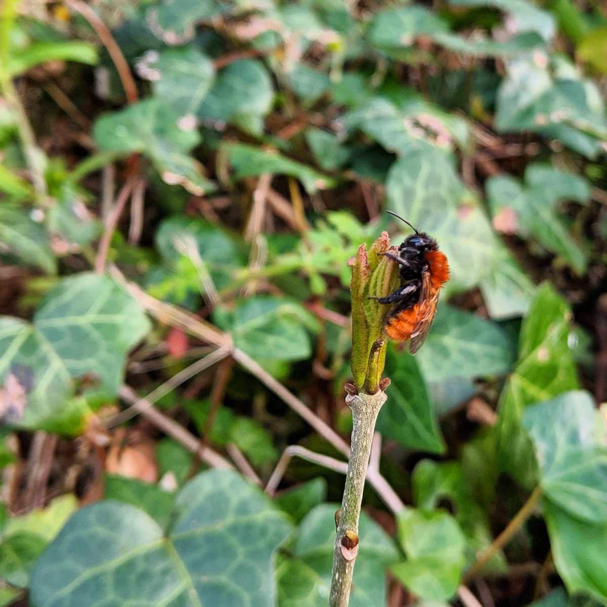 HanSims36's tweet image. Day 13 of #30dayswild : Creating a Buzz. This Tawny mining bee was a great find today #tawnyminingbee #bee #beesofinstagram #ukbee #creatingabuzz #findabee #beerfinder #wildlifetrust #randomactofwildness