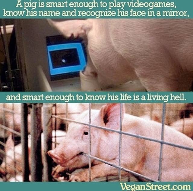 celisemccarthy's tweet photo. #choosecompassion #govegan #govegetarian #animalshavefeelingstoo #animalshavesouls #animalshavefeelings #animalshaverights #animalsfeel #animalsfeelpain #animalsfeelfear #alllivesmatter https://t.co/vUHUjwr8op https://t.co/nJqScd41PY