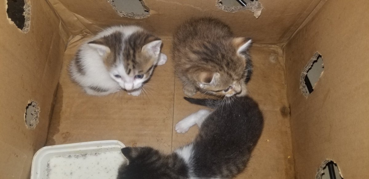 fediskennels's tweet photo. I am a Cynophilist. 
I breed and sell Cats, Dogs, and Monkeys.
I also produce/sell affordable Dog/Cat feeds.
I work according to your budget.
My customer is right beside you, show/share with someone. https://t.co/MbU0EOVUVl