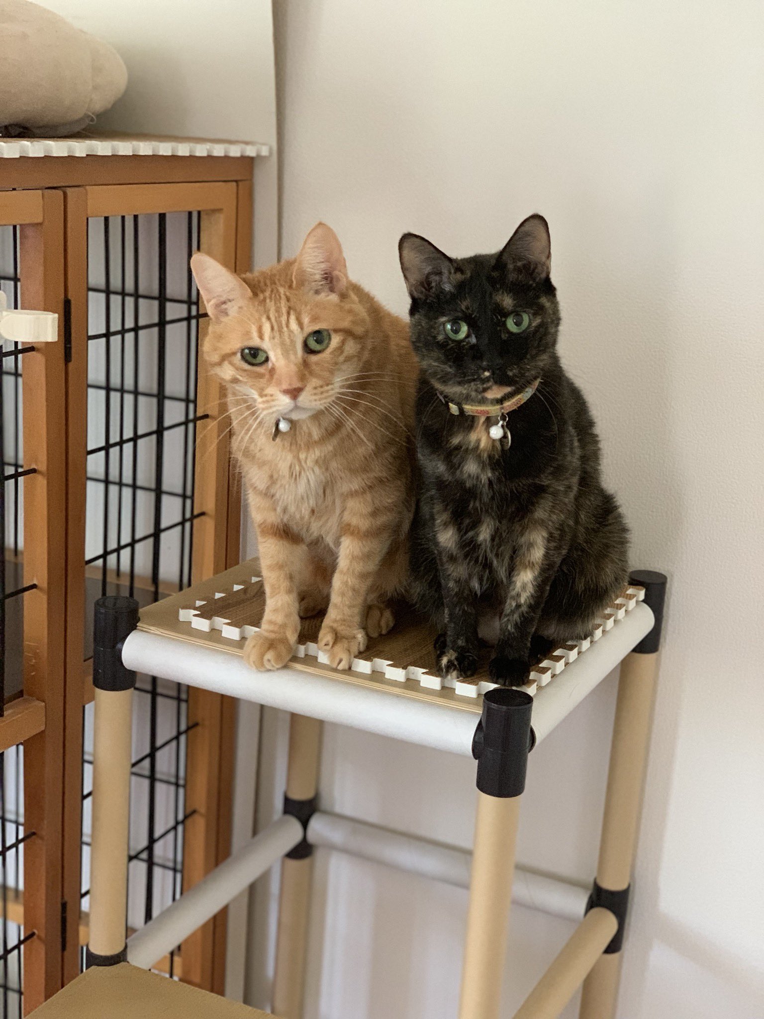 Kaoru セリアのクラフトラックでキャットタワーを作ったら なかなかのお気に入りのようです そして珍しく2匹並んでこっち見てる 顔の大きさ全然違うね この兄弟 笑 茶トラ 黒サビ セリア クラフトラック