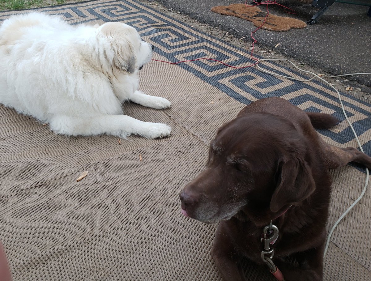 Campering with my sissy #greatpyrenees #rescuedog #dogs