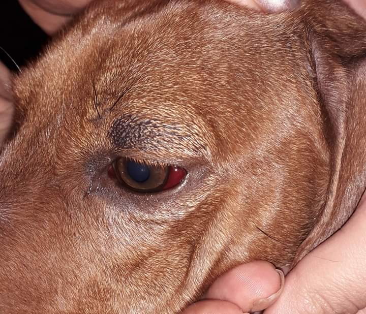 sofiisottile's tweet photo. Quiero contarles lo que le pasó a Lolo.. 
El día jueves  30 de mayo a las 15hs tenía su turno para ser bañado en la VETERINARIA CHOCOS a la cual asistimos puntualmente,lo dejé con la confianza de que me lo devolverían en poco tiempo,limpio y sano.
 Me preocupe al ver que pasaban+ https://t.co/FZeRoKOQMR