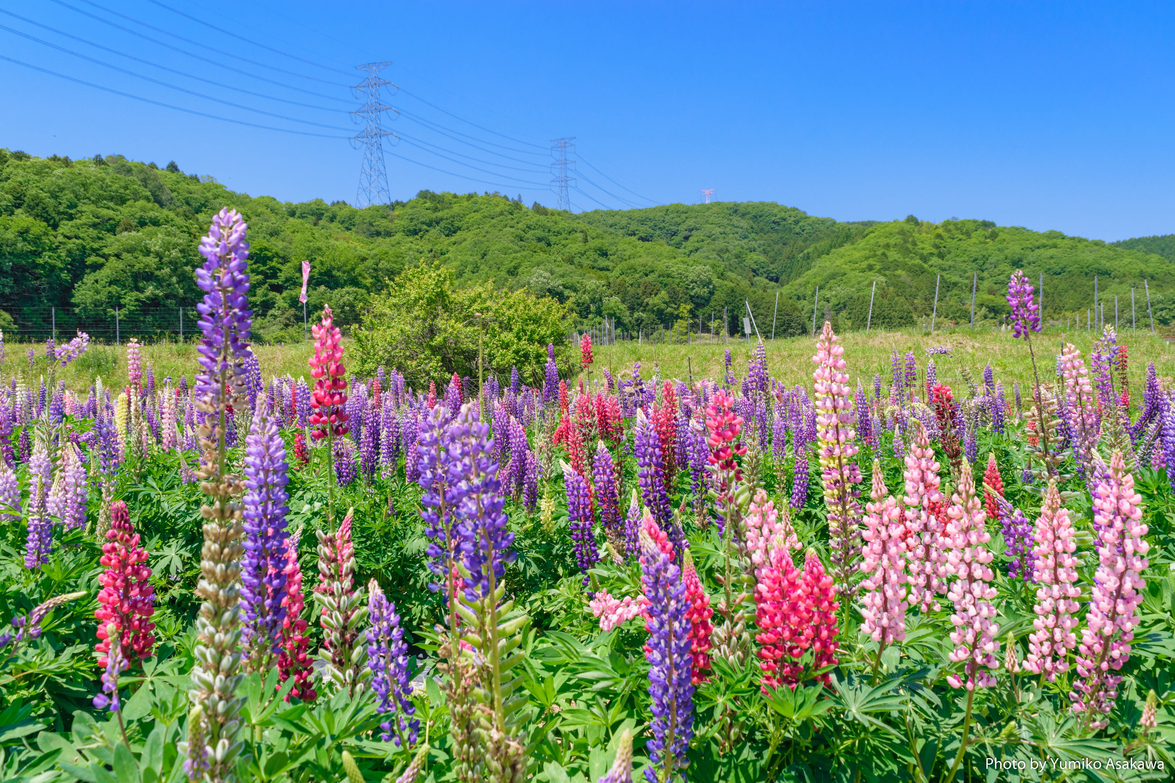 Yumiko Asakawa ルピナス花畑 兵庫県佐用町 西播磨花の郷 味わいの里三日月 にて おはようございます いい日曜日をお過ごしください ルピナス Lupinus 兵庫県 佐用町 西播磨花の郷 味わいの里三日月 花 Flowerphotography Flowers