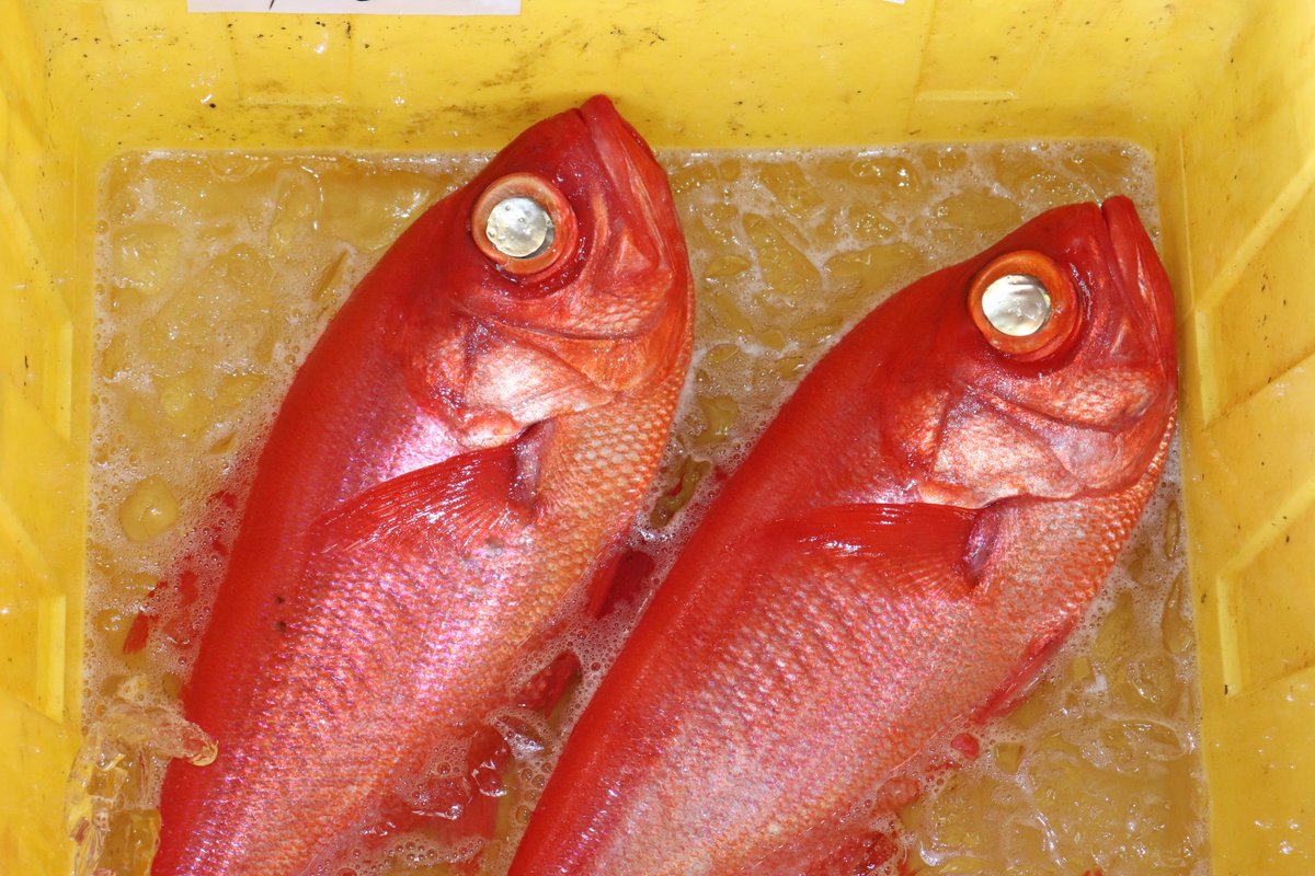 伊東の魚は美味しいよ 伊東の魚は美味しいよ
