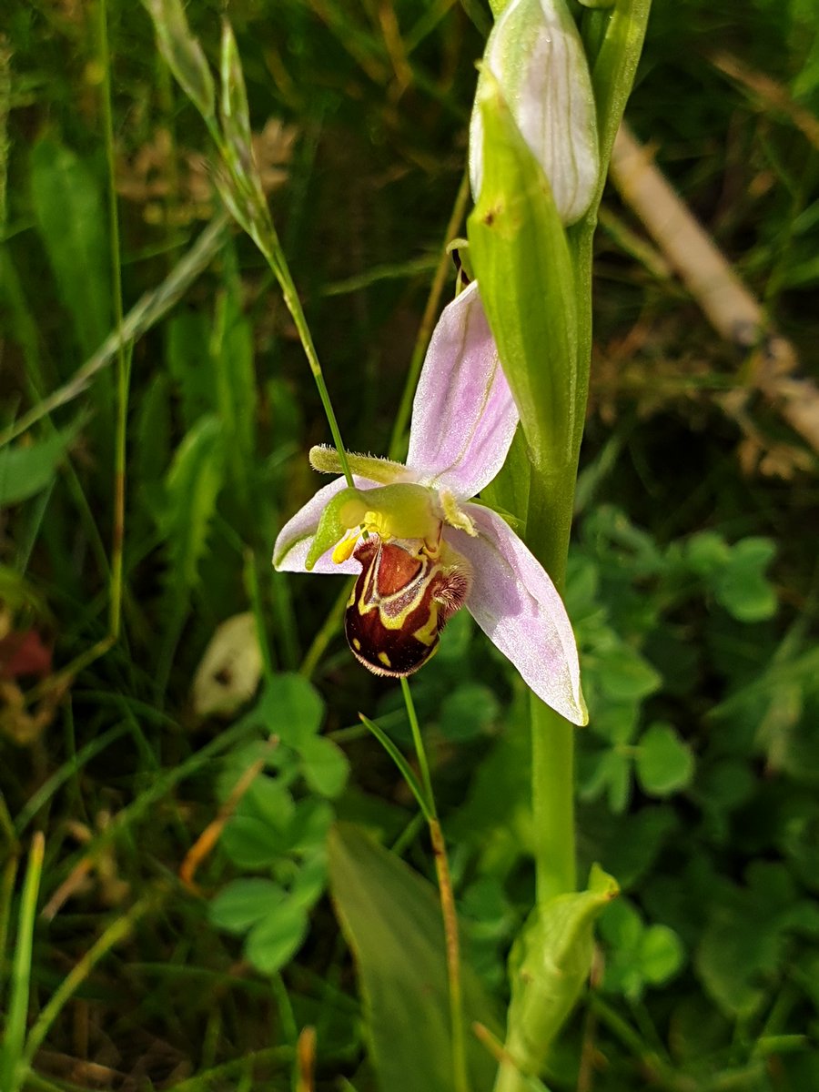 Verdant Streets tweet media