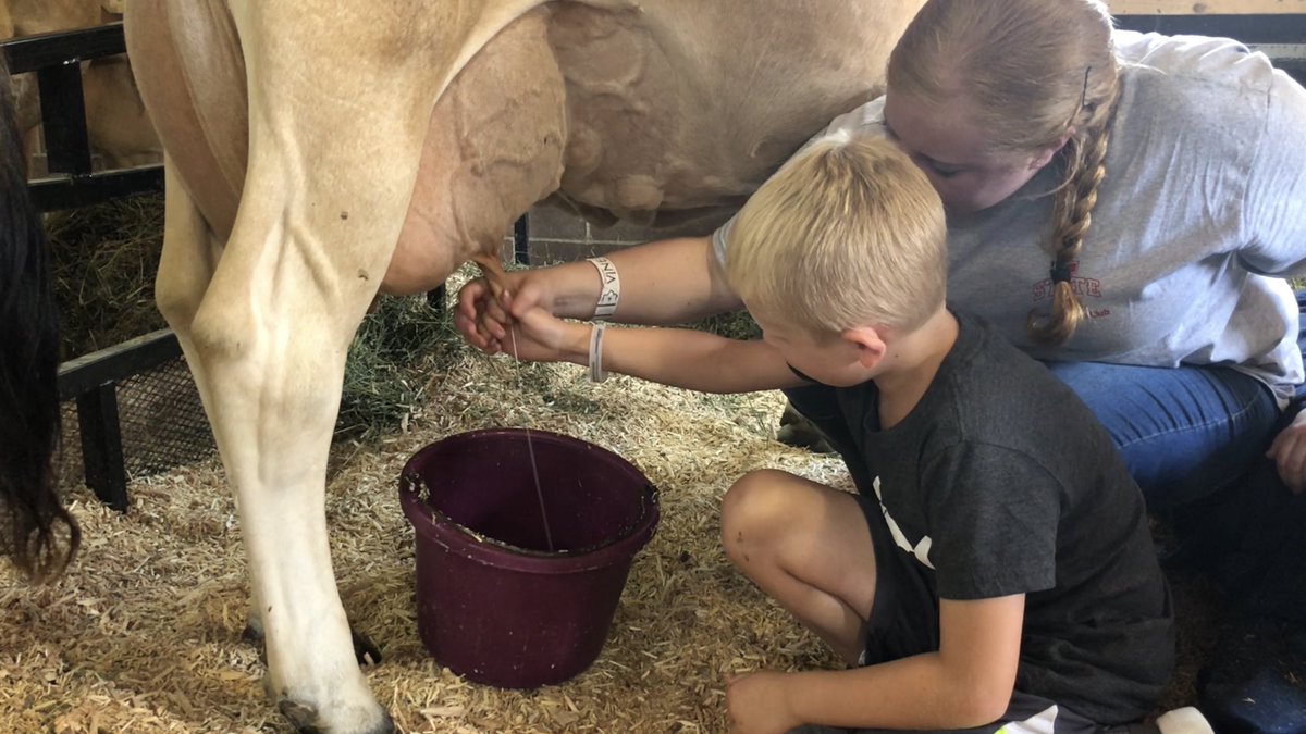 ChastityValvick's tweet photo. June is Dairy Month! Yum! Here are my kiddos getting some first-hand experience at milking cows. @CompeerFinance 🐄 #DairyMonth #moo #GiveGallons #CompeerFinancial https://t.co/RJPRnN7c9e