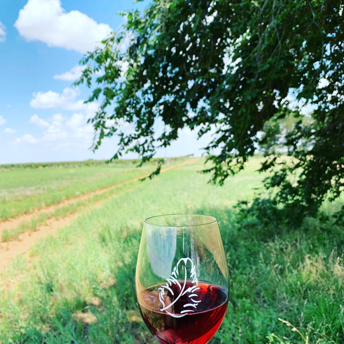 Pheasant_Ridge's tweet photo. It just strikes us as far too pretty outside to sit inside. 🍷#lubbock #growninlubbock #txwine #pinotnoir #vines #redwine #outdoors https://t.co/Qp1lExYjOh