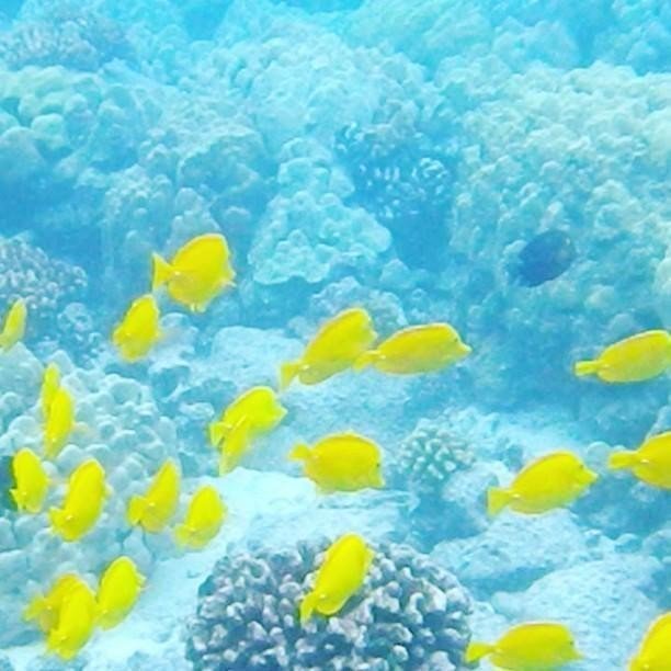 PerfectDaysHI's tweet photo. Spread the coral love on  #WorldReefAwarenessDay!

A healthy reef is not only important to marine animals, but it also provides essential elements for humans. A large coral reef can produce as much oxygen as a rain forest canopy and is an important food … https://t.co/UwfsXTw94f https://t.co/CKP9ejoqX6
