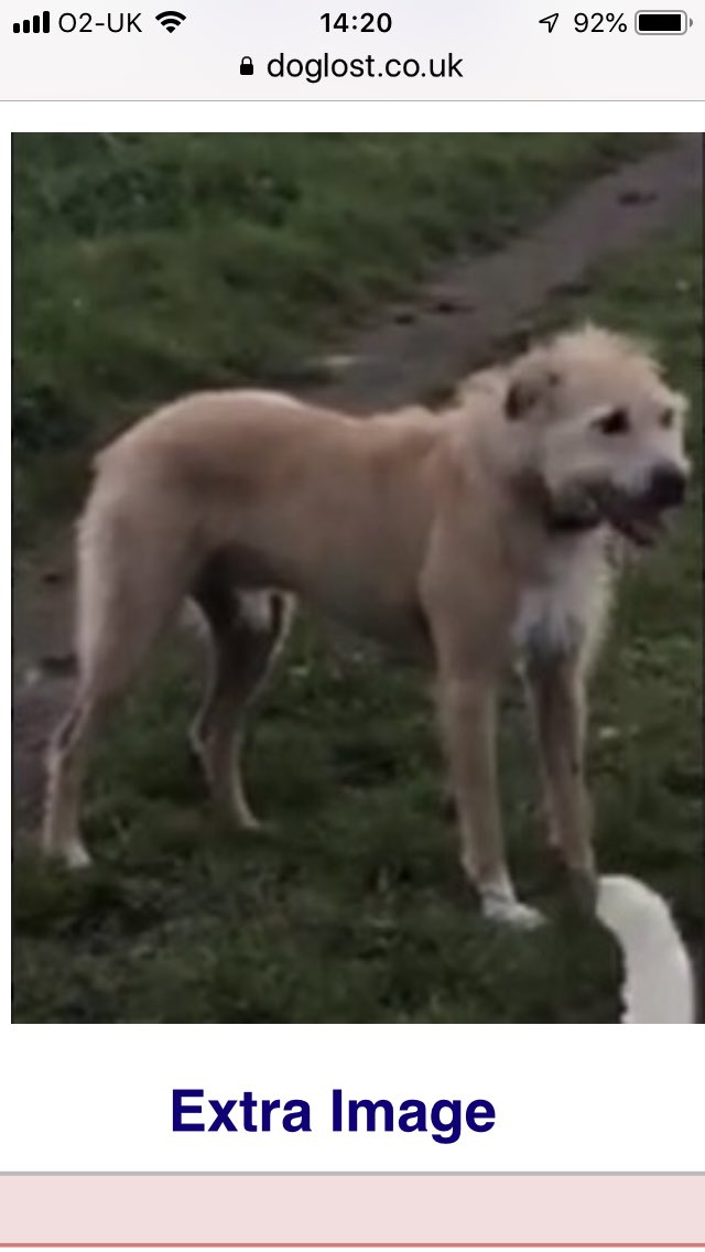 AnneGreen2909's tweet photo. ๐พ๐No more sightings of Barney #lostBarney since 20/05/19 #cobham #esher area . He really needs to be homeโ๏ธDonโt chase call the numbers below โฌ๏ธ take a photo or video of him to help owners .This little #lurcher has got under my skin ๐๐@graciemacy27 @surreylive @SurreyPolice https://t.co/WCslnGgAWd