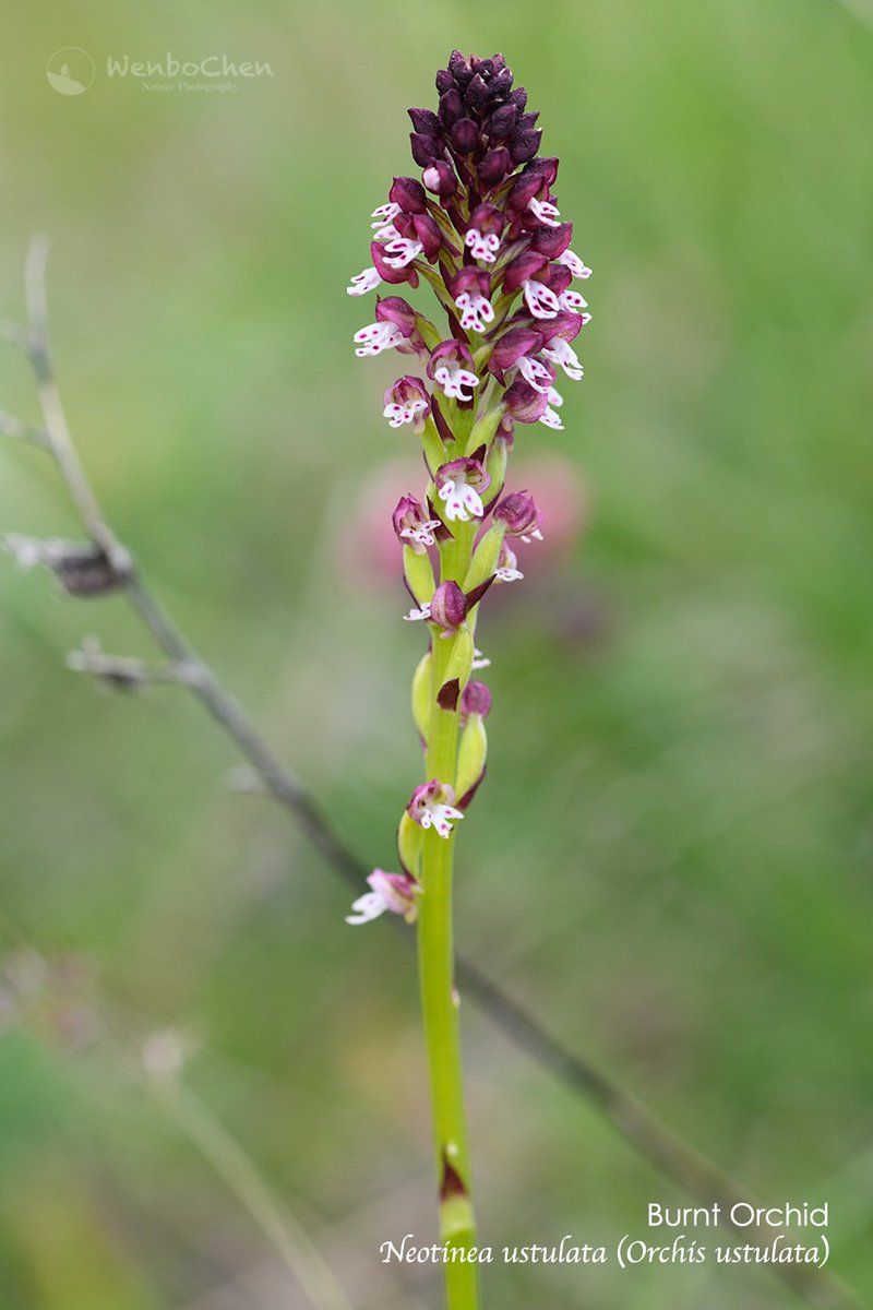 Wenbo77's tweet photo. Burnt Orchid, #Neotinea ustulata (Orchis ustulata) in southern Italy, Parco Nazionale D'Abruzzo Lazio e Molise, 22 May 2019. #orchid #Italianorchid #EuropeanOrchid https://t.co/uQIAafQN8W